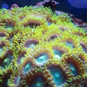 Green Polyp