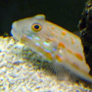 Orange_Diamond_Goby