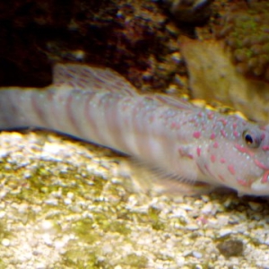 Pink_Spotted_Goby_2