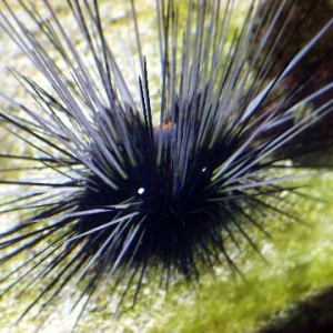 Long_Spine_Urchin