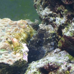 Llawnmower_Blenny