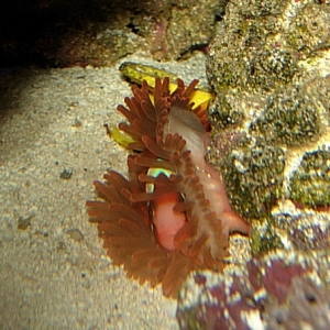 Clown in Anemone