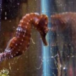 seahorses_029