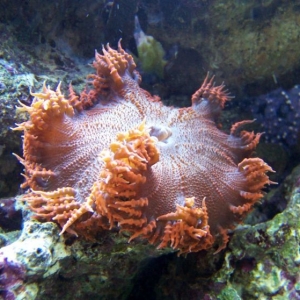 Orange flower anemone