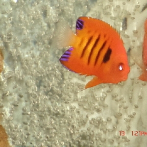 Flame Angelfish