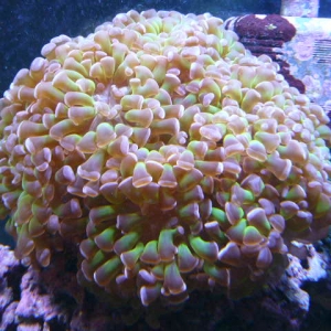 grape coral