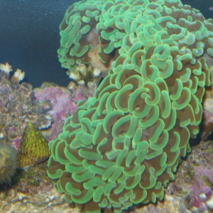 Hammer Coral