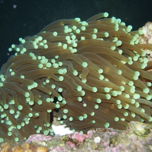 Torch Coral
