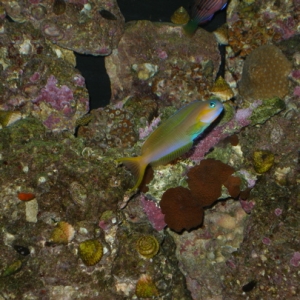 Midas Blenny