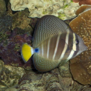 sailfin