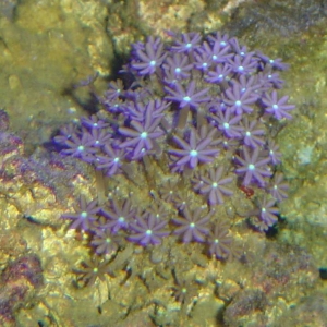 Reef_tank_2-17-2007_daisy_polups