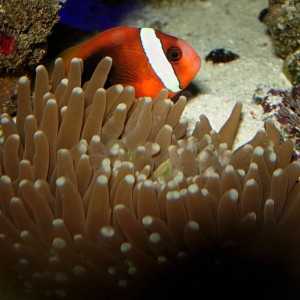 Clown in LT Plate Coral