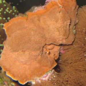 Red Montipora Cap.