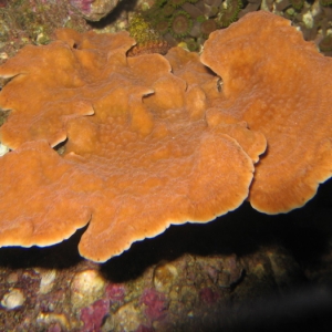 PInkish/Beige Montipora Cap.