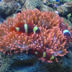 My Lovely Anemone