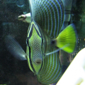 Sailfin Tang