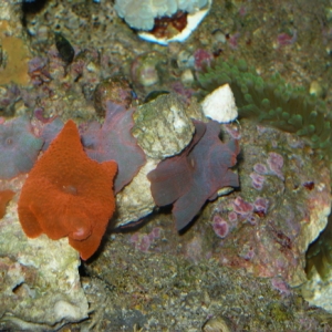 P1010002_1