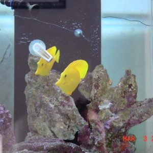 Yellow Tangs