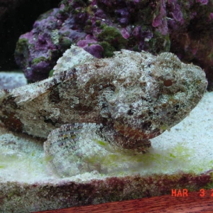 Stone Fish