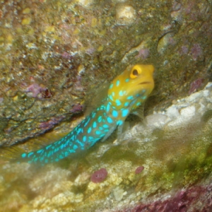 Blue Spot Jawfish