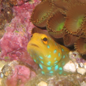 Blue Spot Jawfish