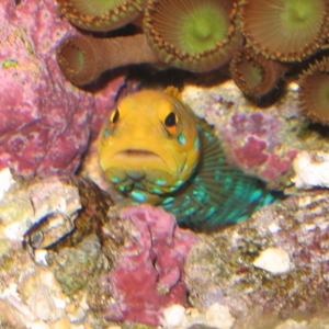 Blue Spot Jawfish