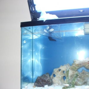 New tank with water and fish