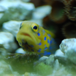 Blue Spot Jawfish for Lorraine