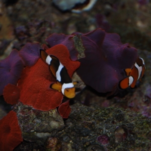 Clowns Hosting w/Mushrooms