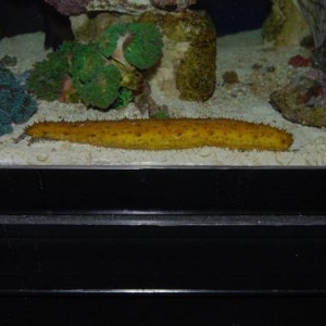 Tiger Tail Cucumber