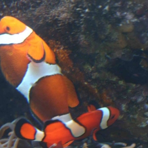 clown fish eggs