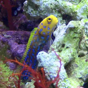 Blue Spot Jawfish