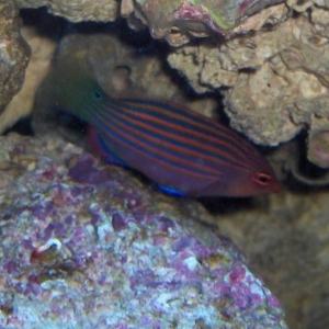 wrasse