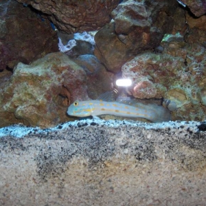 watchman goby