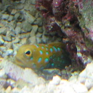 Bluespot Jawfish Day 2