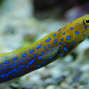 Blue Spot Jawfish