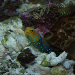 Blue Spot Jawfish