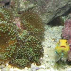 Bluespot Jawfish Day 6