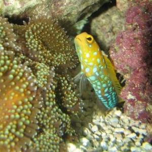 Bluespot Jawfish Day 6