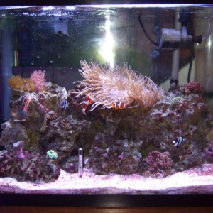 My Full Tank Shot 29 gallon