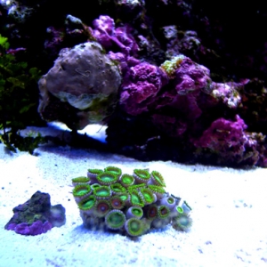 Zoanthid Frags