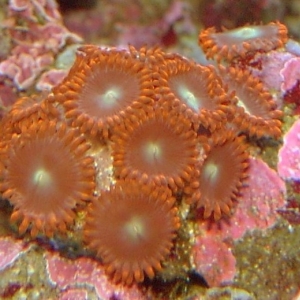 corals_015