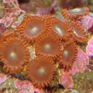 corals_015