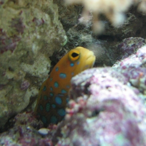 one bluespot