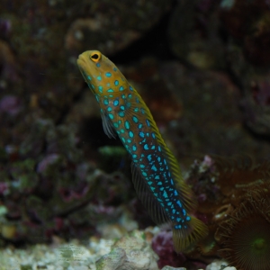 Dotty the Blue Spot Jawfish