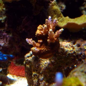 Acropora Valida