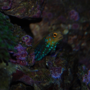 Blue Spot Jawfish