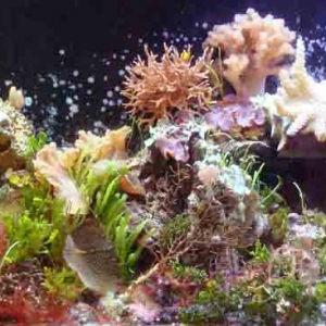 my refugium