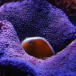 Skunk clown and haddoni carpet anemone