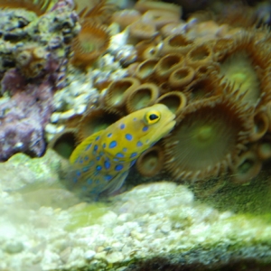 Blue Spot Jawfish